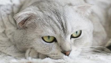 leyu管理-世界杯资格赛中国女篮首战击败马里队